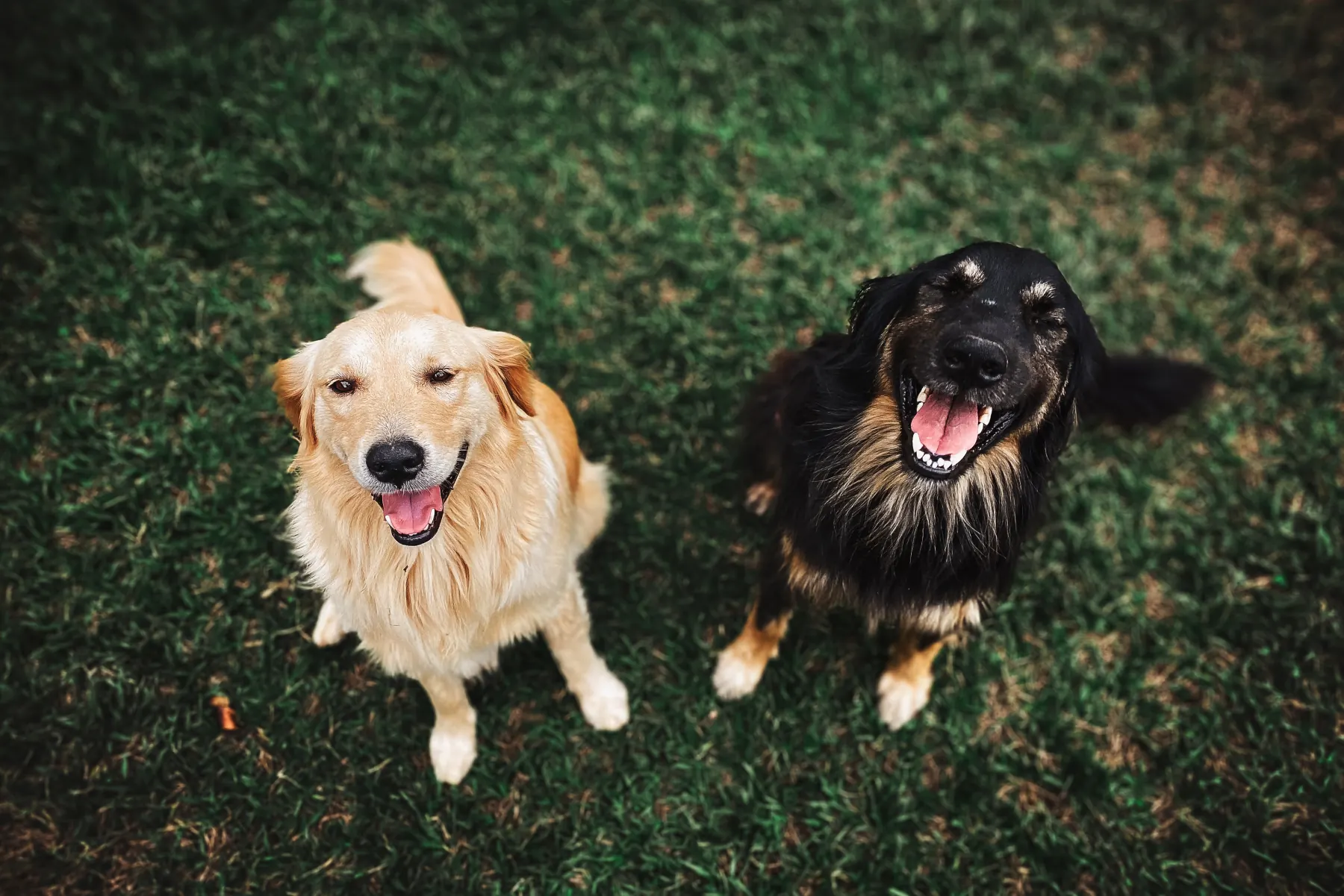 Two dogs sitting together on grass