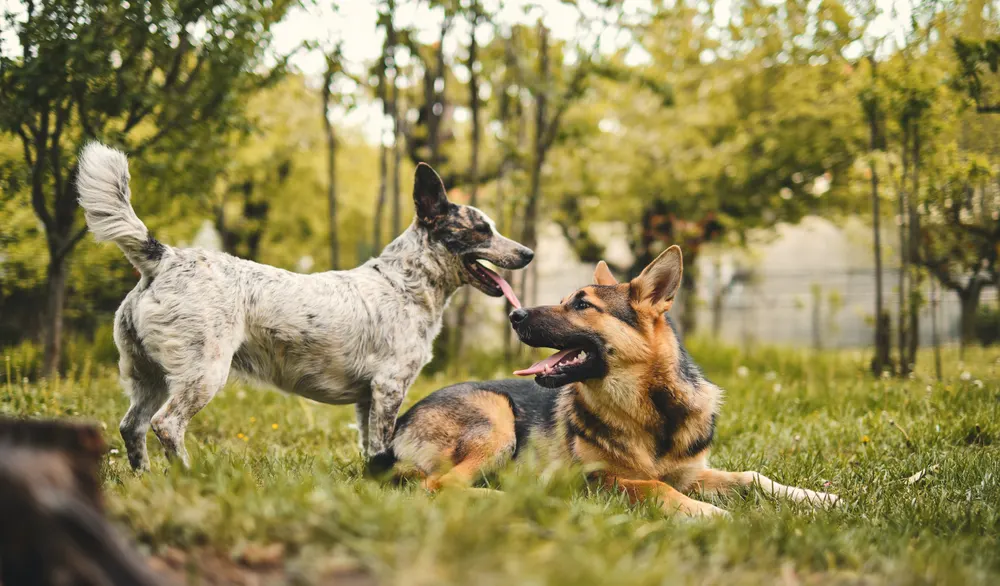 Hunde beim Spielen im Park