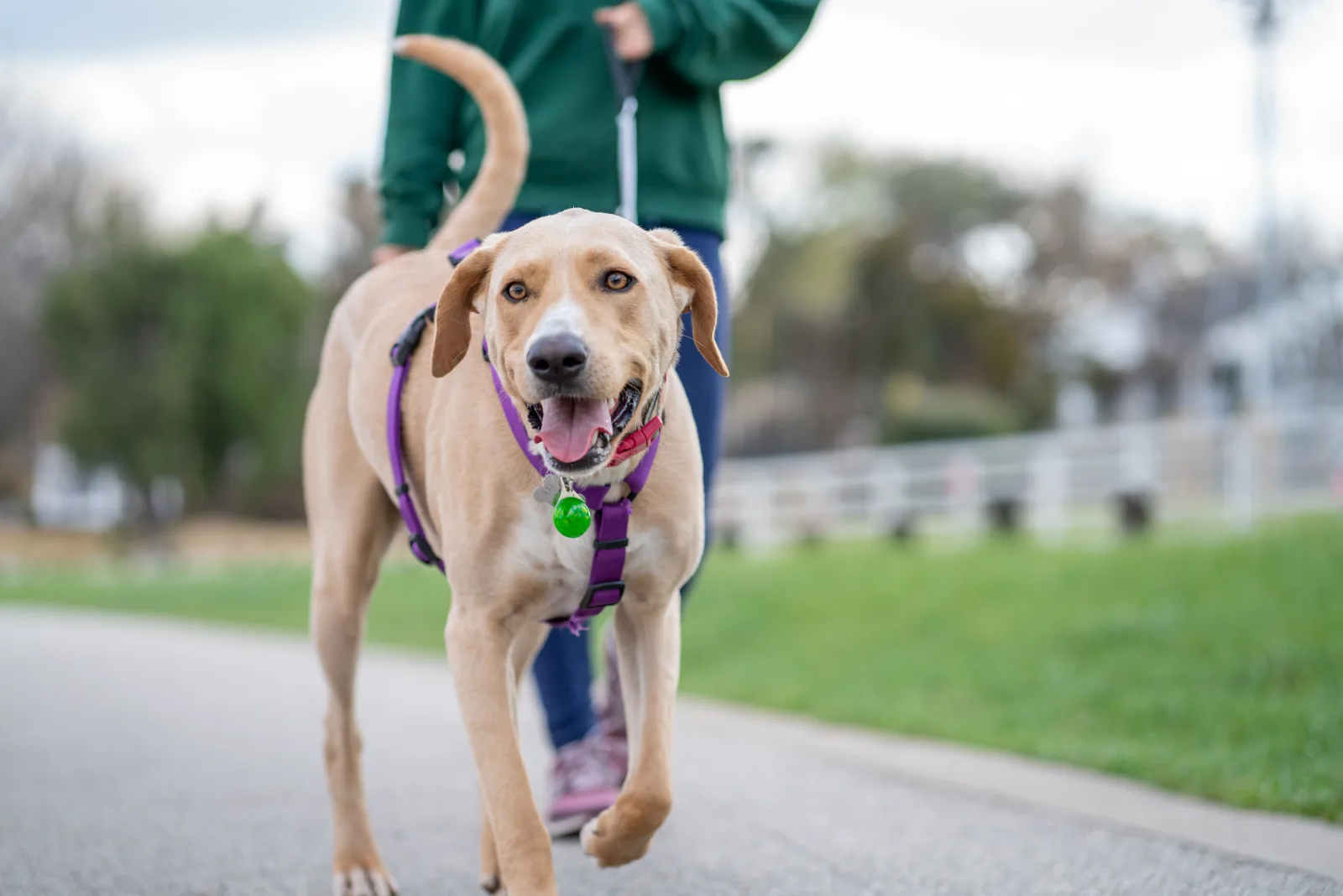 Adult mixed-breed dog walking happily on a harness beside its new guardian