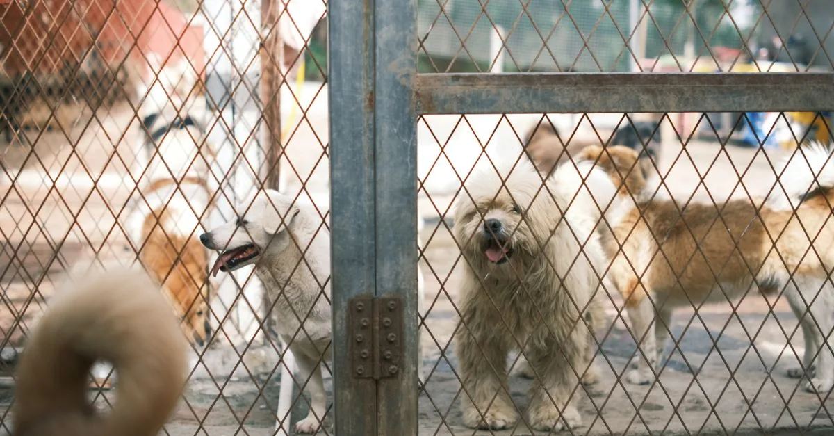 A smiling owner crouching beside a dog at a shelter, reaching out a hand towards it
