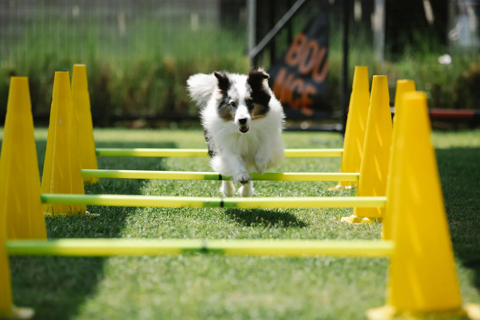 Hund läuft über niedrige Hürden auf einem Agility-Parcours im Gras