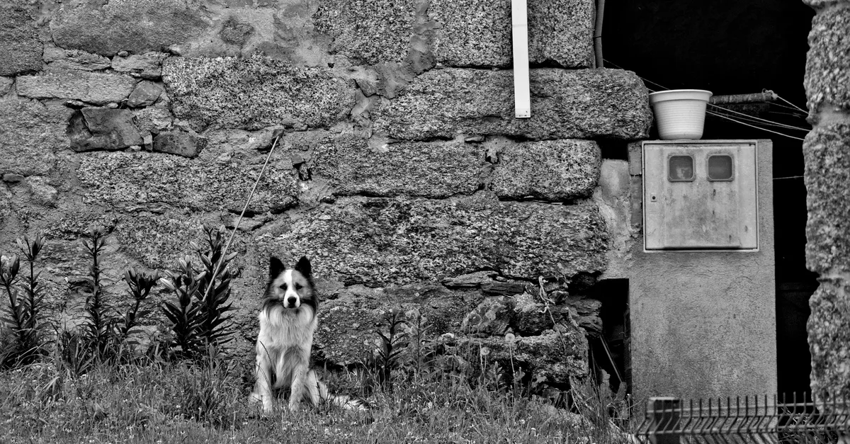 Dog running across a meadow next to a traditional wooden farmhouse during a rural holiday