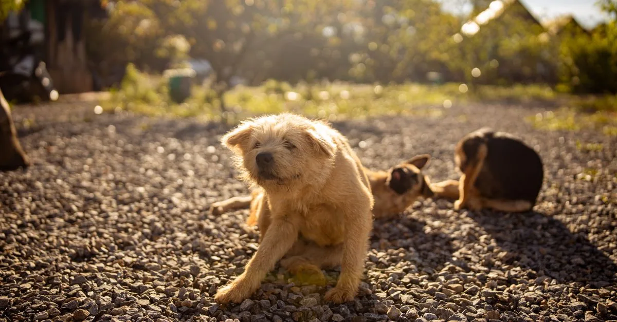 A dog licking its paw intensively - a classic sign of skin allergy