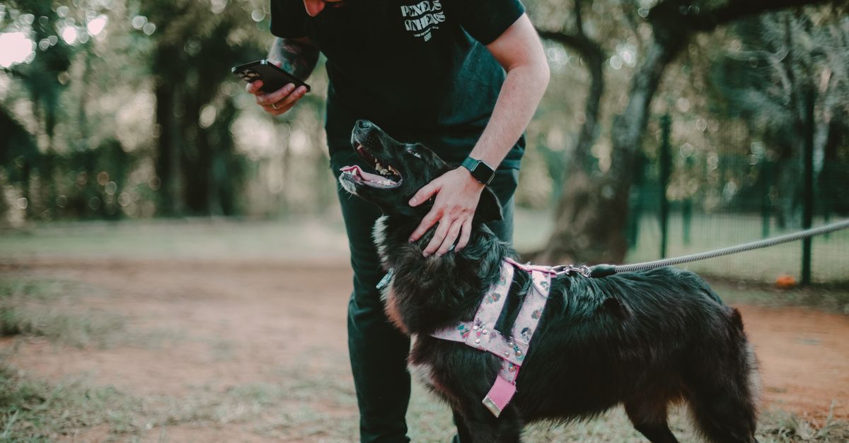 Dog owner using a dog walking app with a map of dog-friendly places during a walk