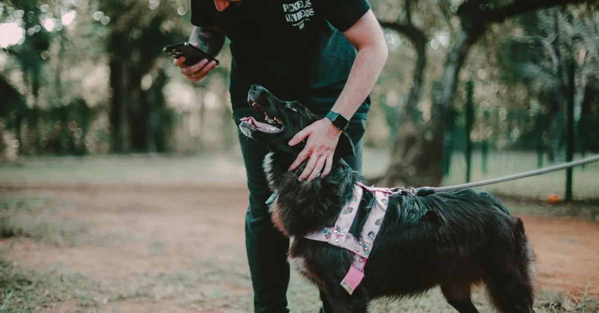 Dog owner using a dog walking app with a map of dog-friendly places during a walk