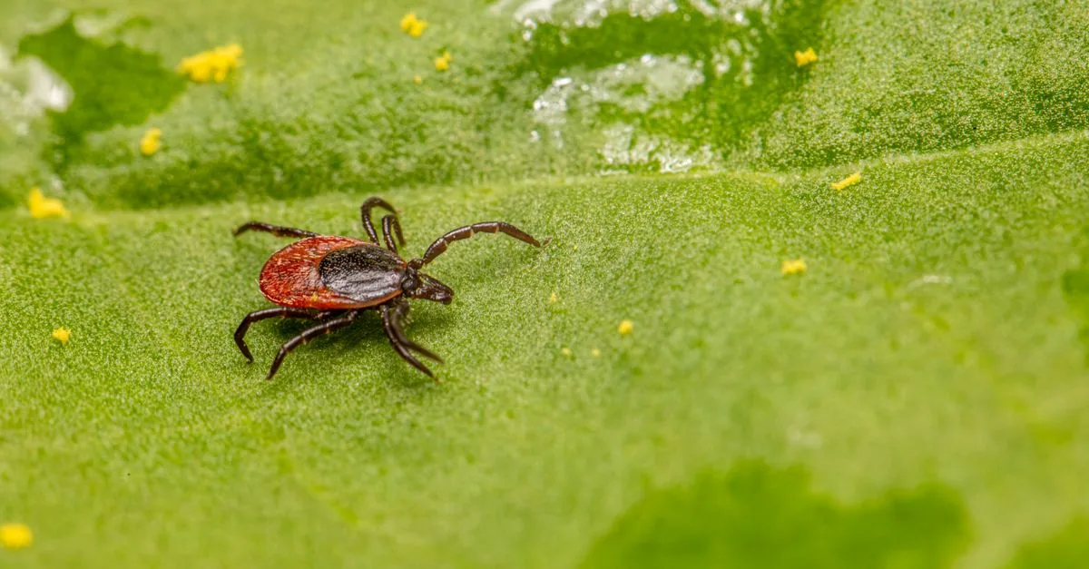 Close-up of a tick embedded in a dog's fur