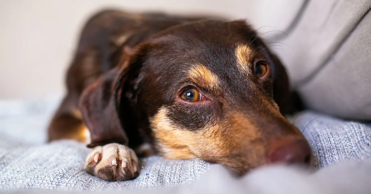 Dog resting on a blanket while owner prepares a bowl of bland food