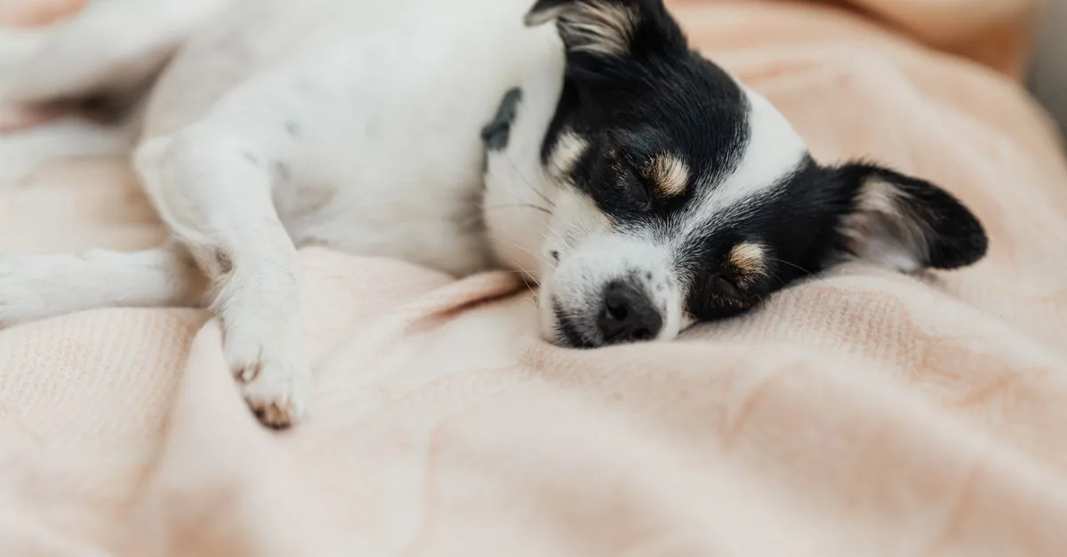 Worried owner crouching next to a dog lying on a blanket at home