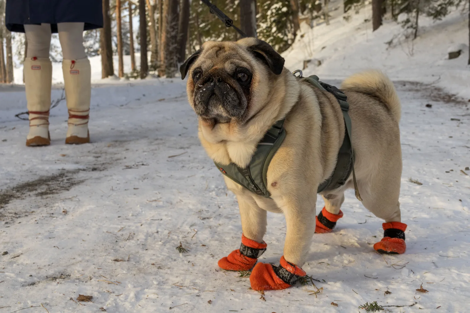 Dog wearing orange paw boots on a snowy walk
