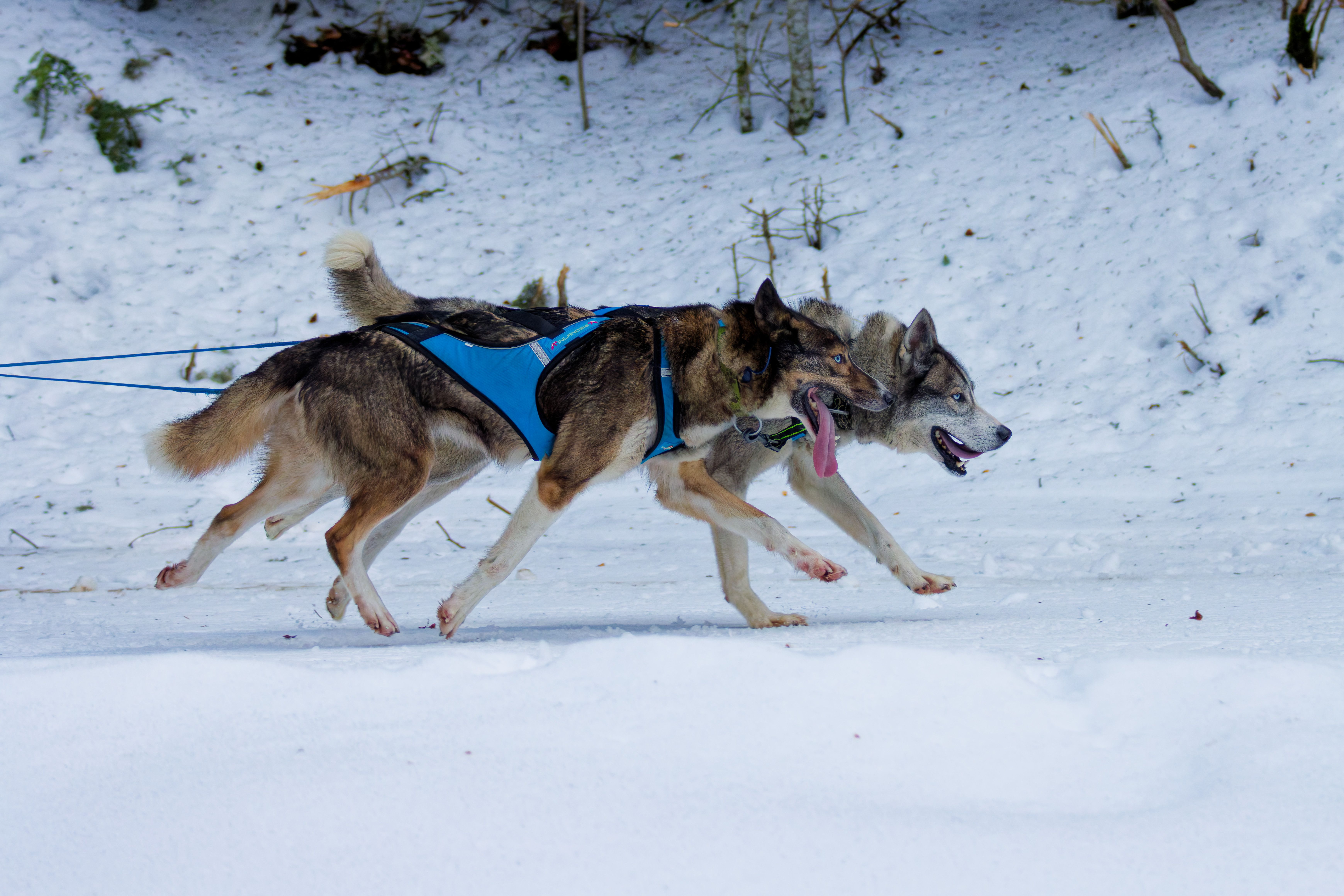 Runner on a forest path with a dog in a harness on a bungee line, illustrating a canicross guide