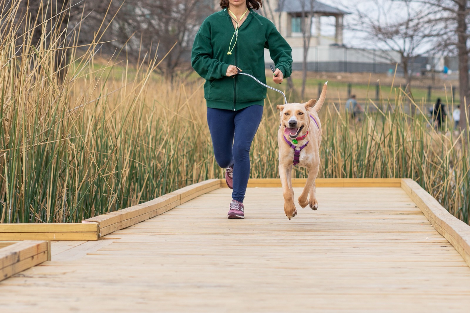 A runner on a trail with a dog ahead of them in a harness on a line