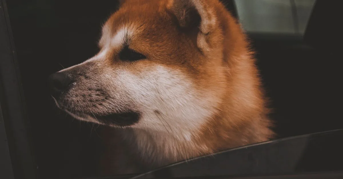 A dignified Akita Inu standing against an autumn park backdrop