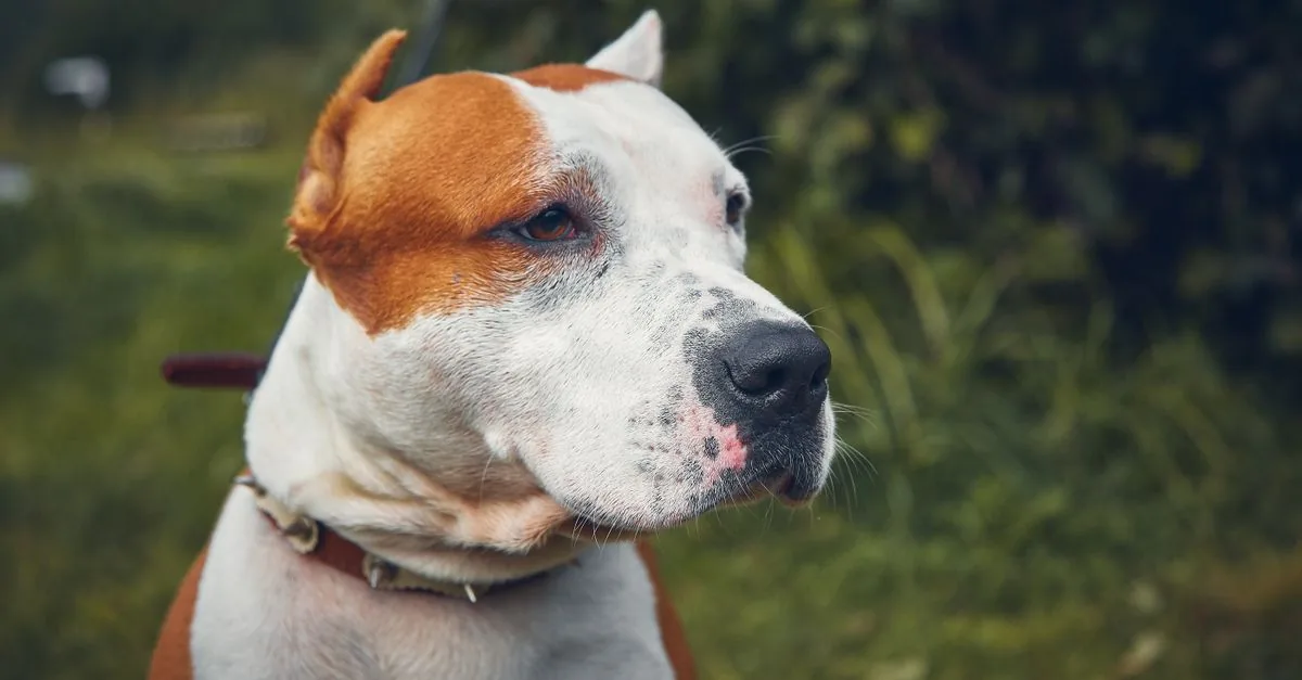 An Amstaff sitting calmly beside its owner during a walk in the park