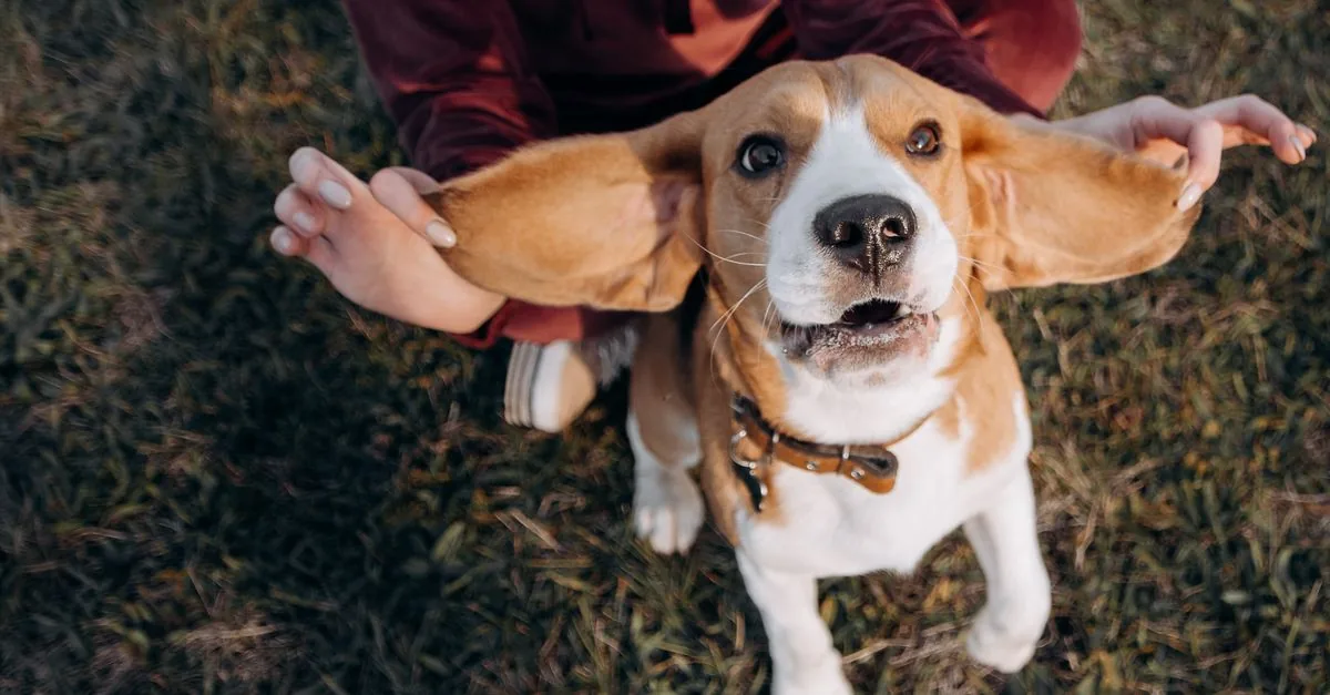 Beagle with floppy ears running through a meadow