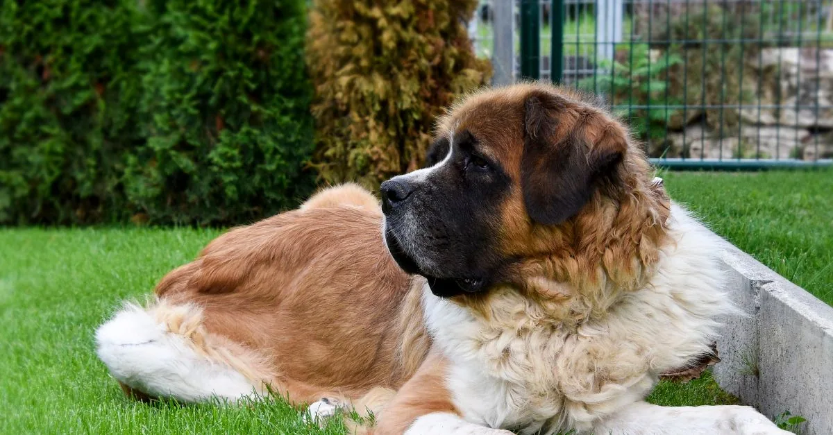 Saint Bernard standing on a mountain meadow with peaks behind it