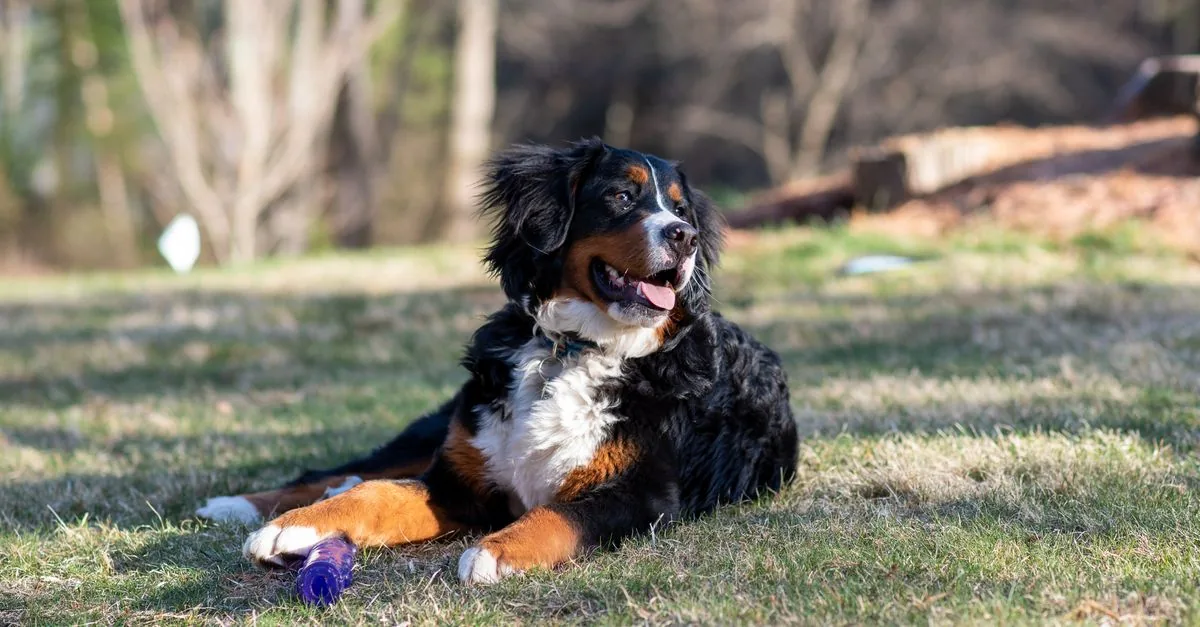 Bernese Mountain Dog lying on grass, tricolor coat, calm steady gaze