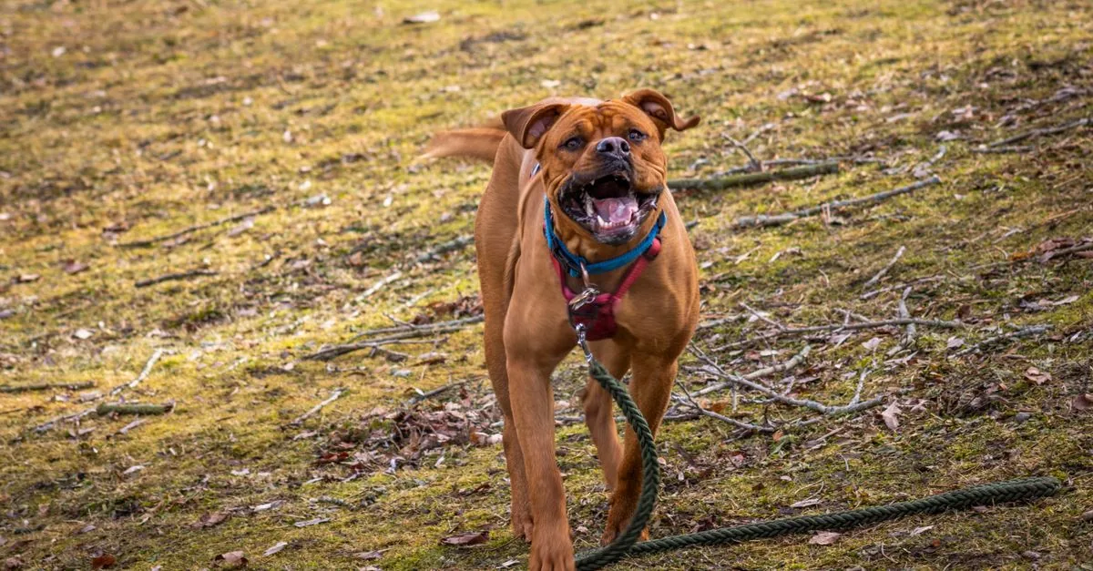 Boxer dog running joyfully across a green grass field with ears up