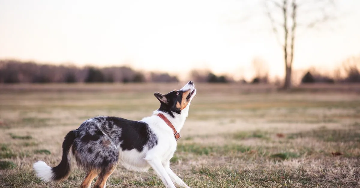 Border Collie with an intense focused gaze, standing alert in a green field