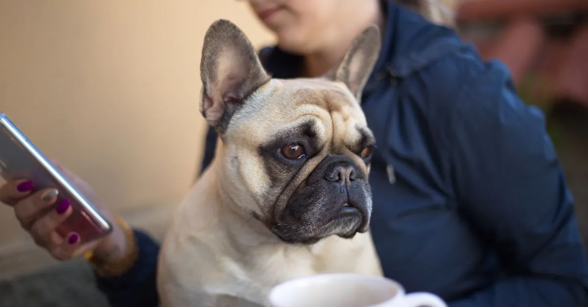 French Bulldog sitting on a sofa next to its owner