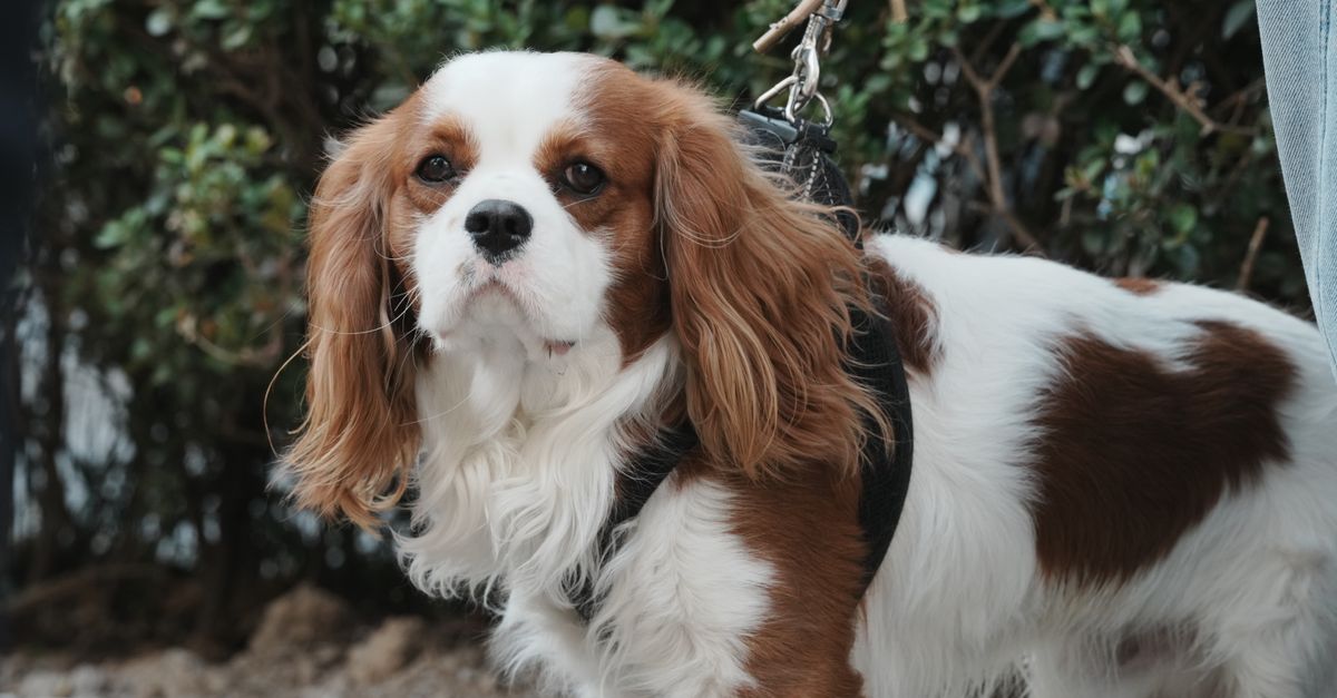 Cavalier King Charles Spaniel o kasztanowo-białym umaszczeniu siedzi na trawie i patrzy w obiektyw