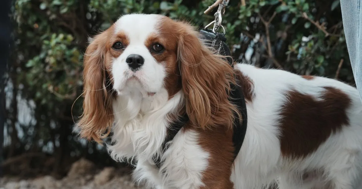 A Blenheim Cavalier King Charles Spaniel sitting on grass and looking at the camera