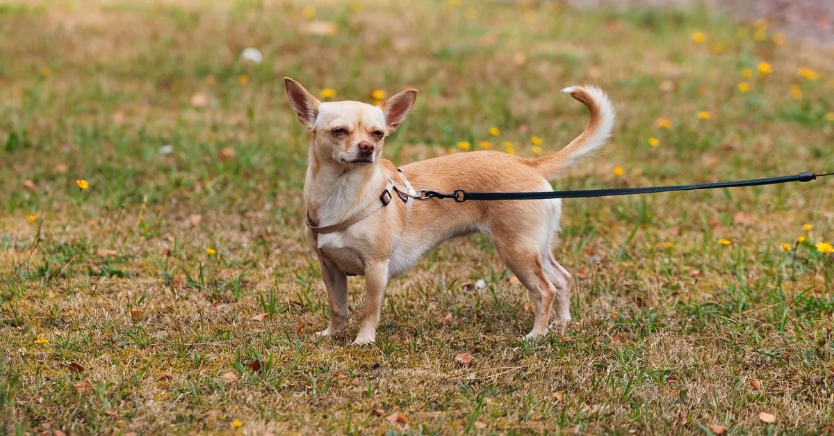 Small chihuahua on a walk, alert large eyes and upright ears