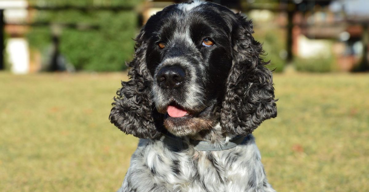 Cocker spaniel angielski stojący na trawie