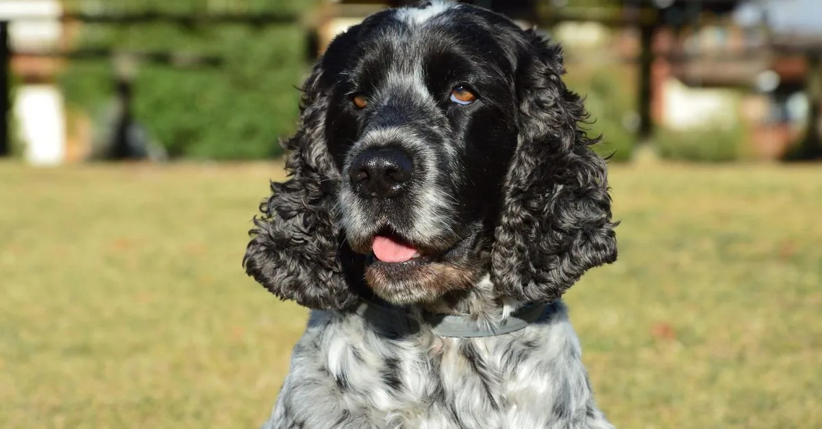 An English cocker spaniel standing on the grass