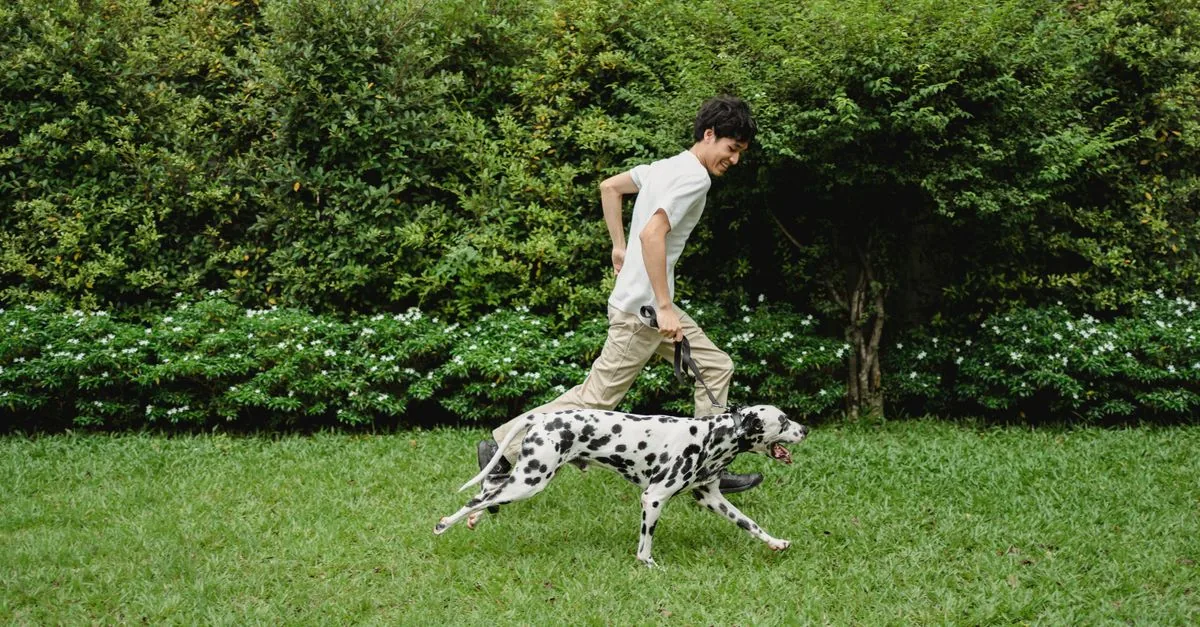 A Dalmatian runs across a meadow, its black spots visible on white fur