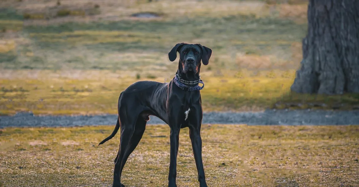 A Great Dane standing calmly beside its owner during a walk in the park