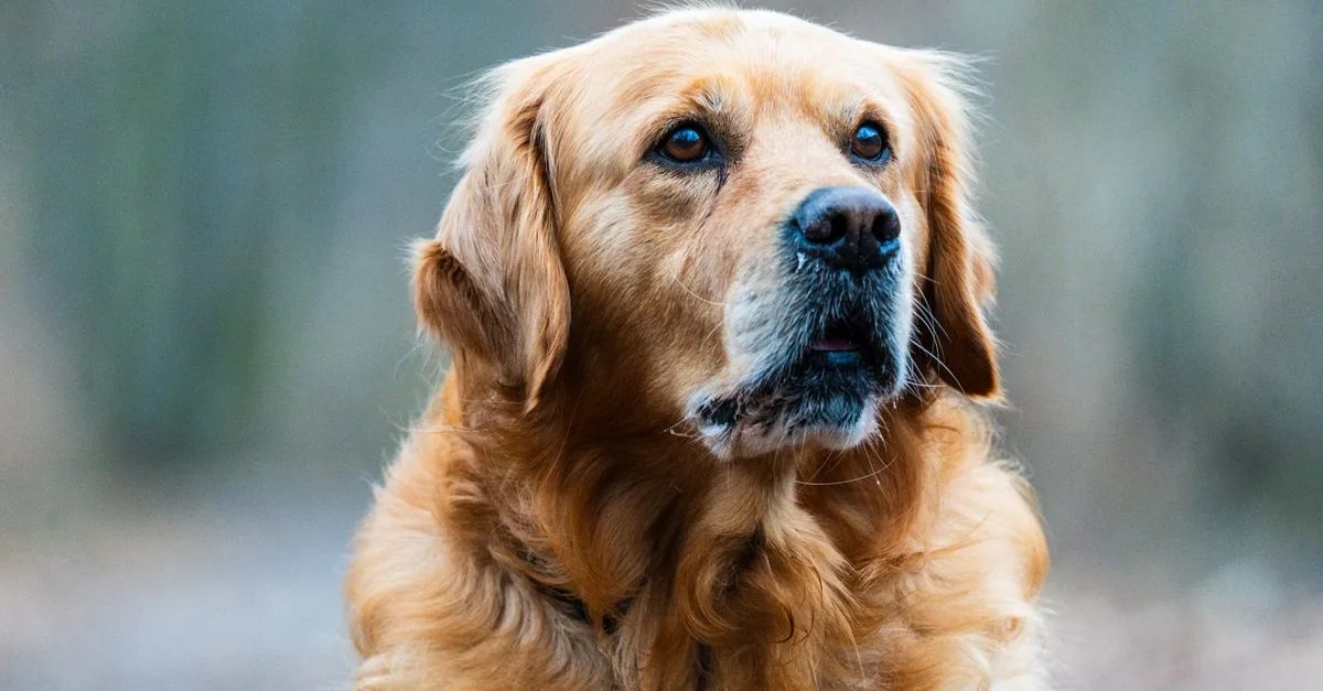 Adult golden retriever running through a park with tail raised