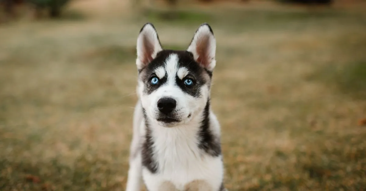 Siberian Husky with striking blue eyes looking at the camera
