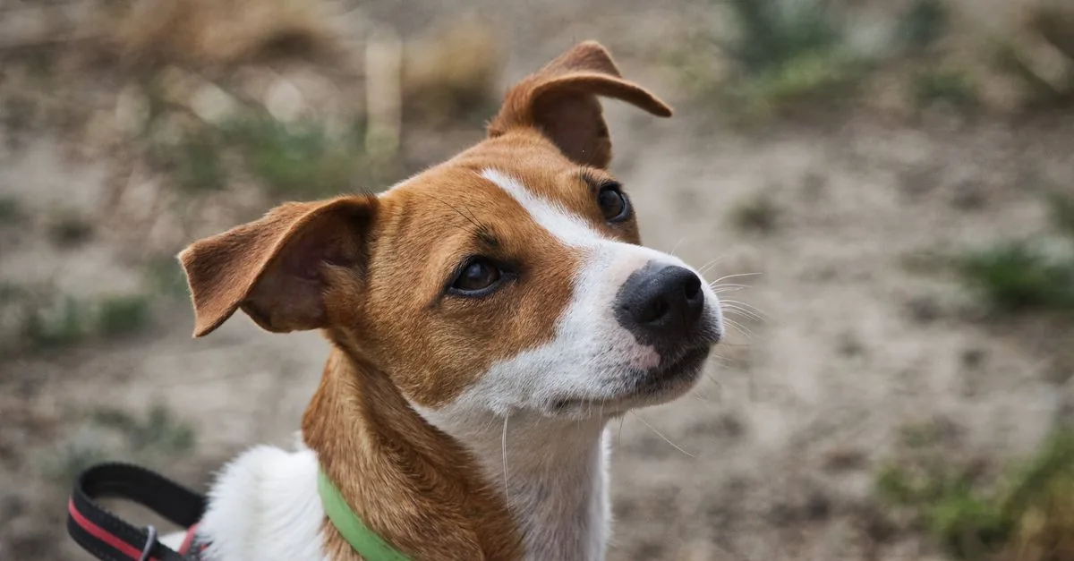Jack Russell Terrier running energetically across a lawn with ears up