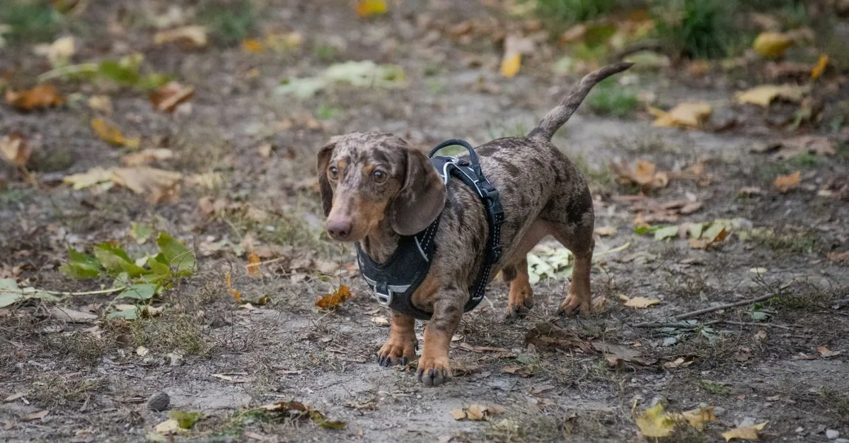 Smooth-haired dachshund on a walk in a park, confident gaze