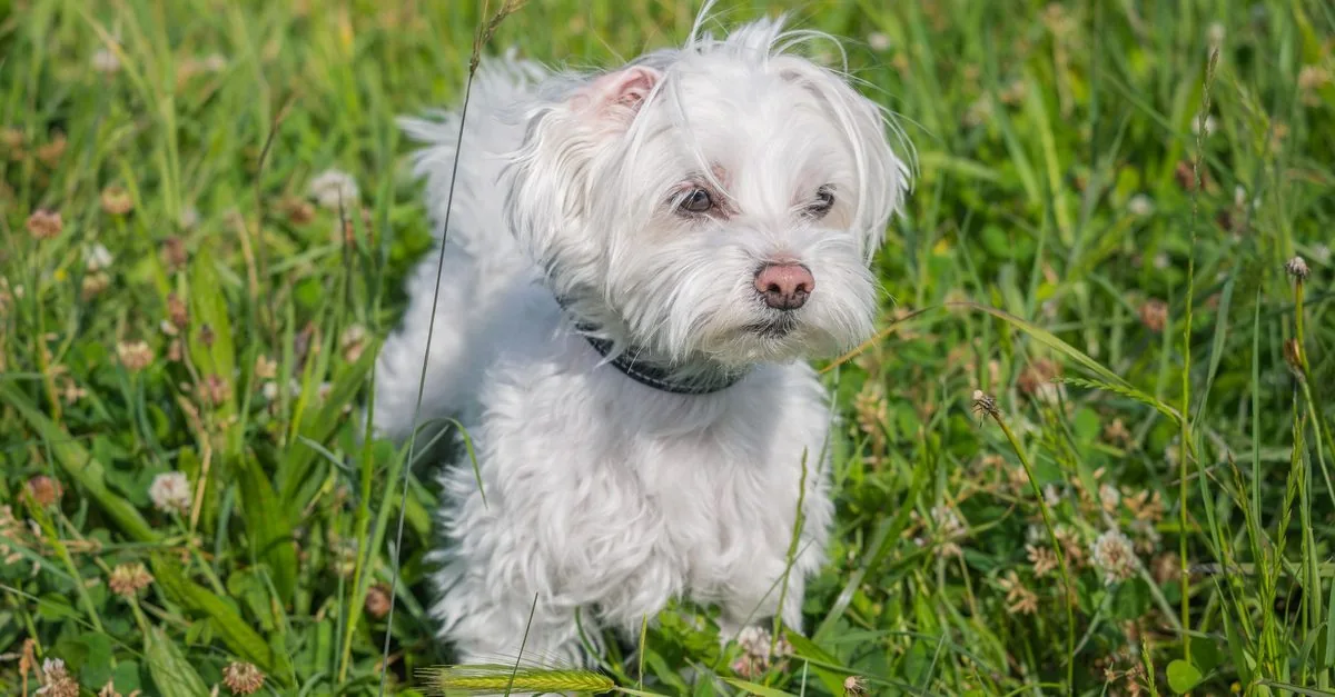 A white-coated Maltese standing in the grass