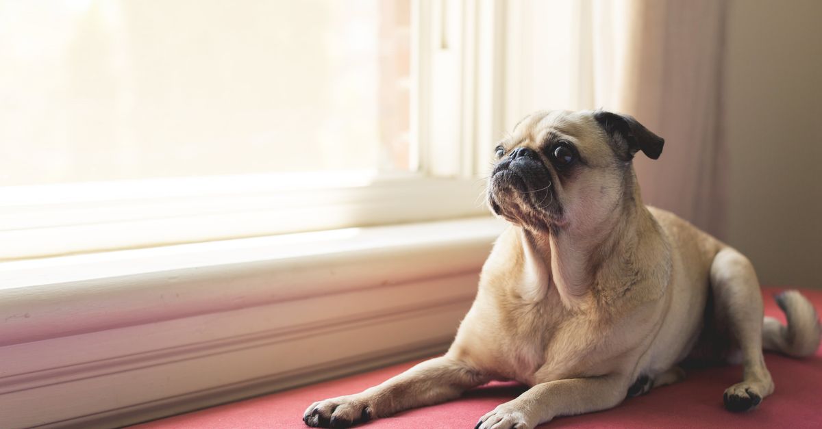 Pug sitting on a sofa looking at the camera