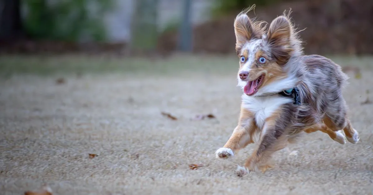 An Australian Shepherd running across a meadow with its tongue out and an alert expression