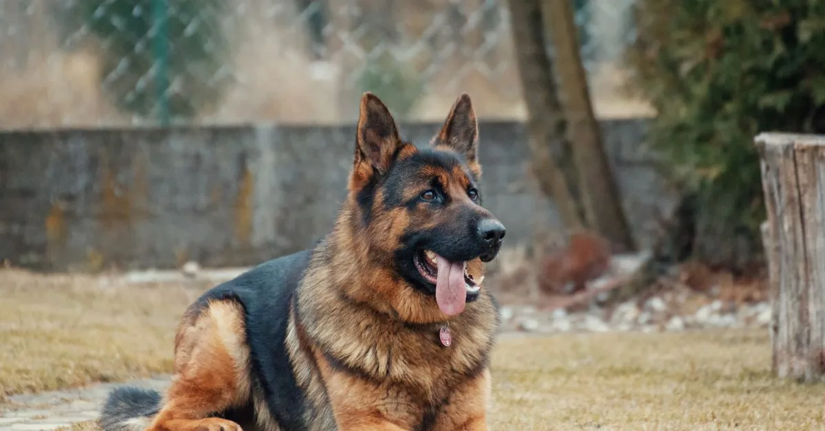 German Shepherd dog in a park, alert expression, athletic build