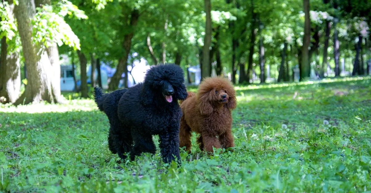 A curly poodle running across the grass in a dog park on a sunny day