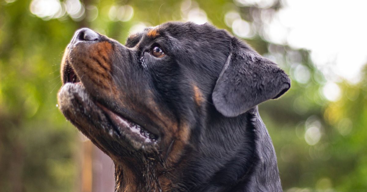 Dorosły rottweiler stojący na łące w słoneczny dzień, spokojnie patrzący w bok