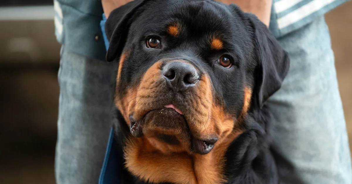 A Rottweiler looking straight into the camera