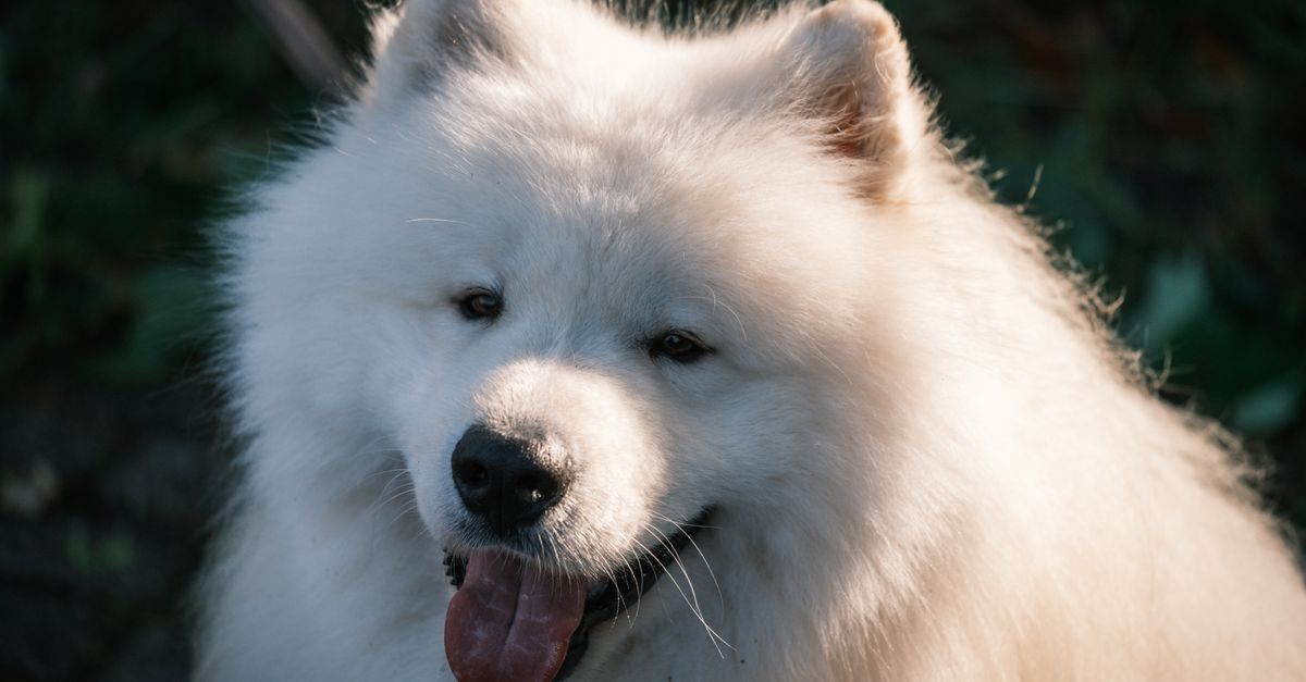 White Samoyed dog smiling on a walk in the park