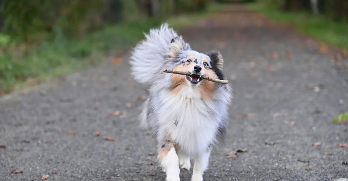 Shetland sheepdog running across grass with its coat flowing