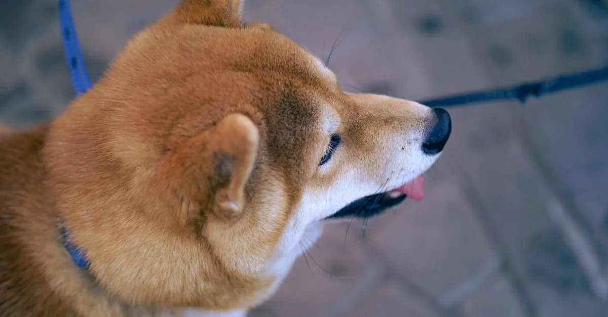 A red-coated Shiba Inu sitting alertly against a green background
