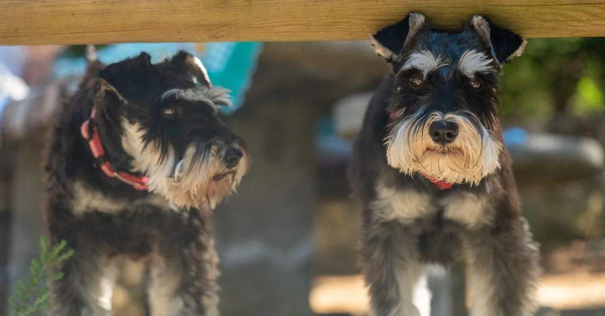 A Schnauzer stands alert on the grass, ears up, looking toward its owner
