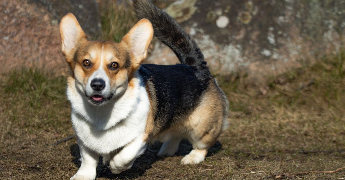 Welsh corgi pembroke stojący na ścieżce