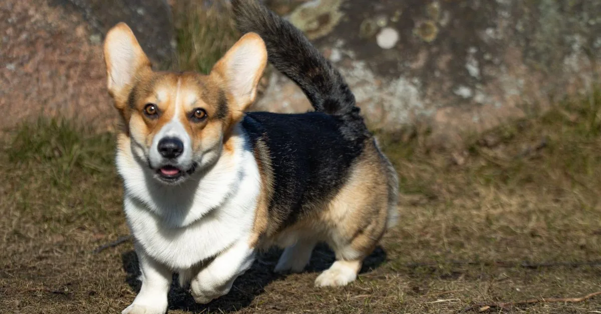 A Pembroke Welsh Corgi standing on a path