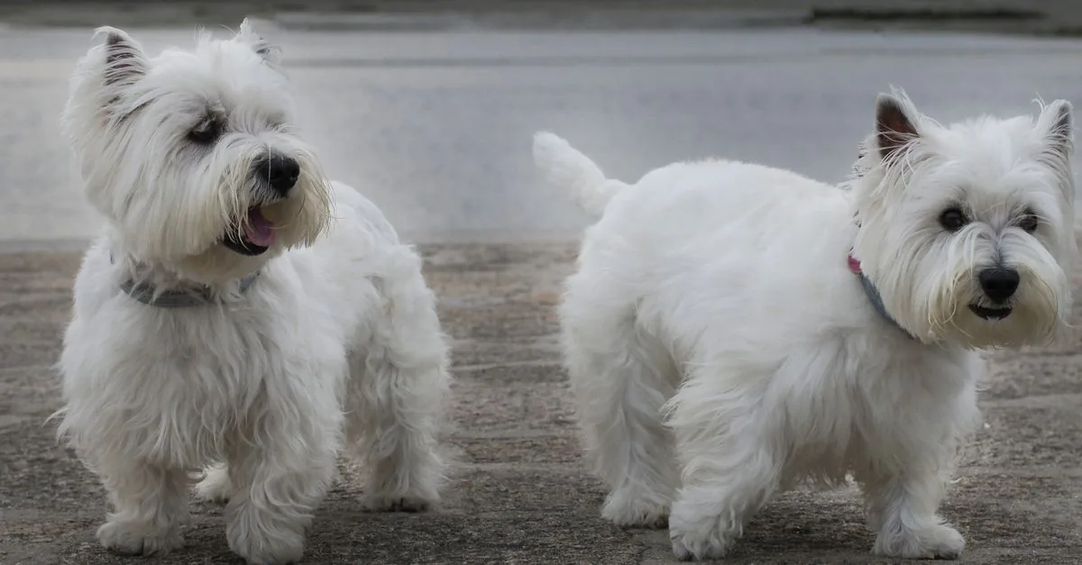 A white West Highland Terrier standing on grass with a bright, alert expression