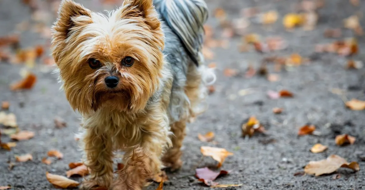 Yorkshire Terrier with gold and steel-blue coat, alert and confident expression