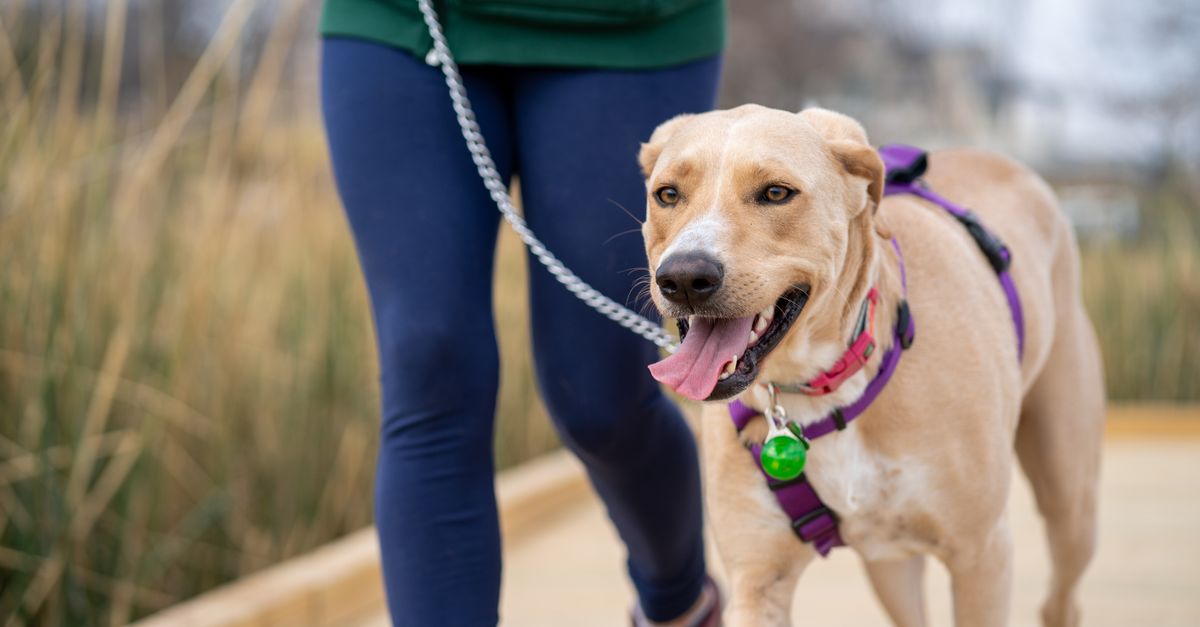 Dog walking calmly beside its owner on a path through a park